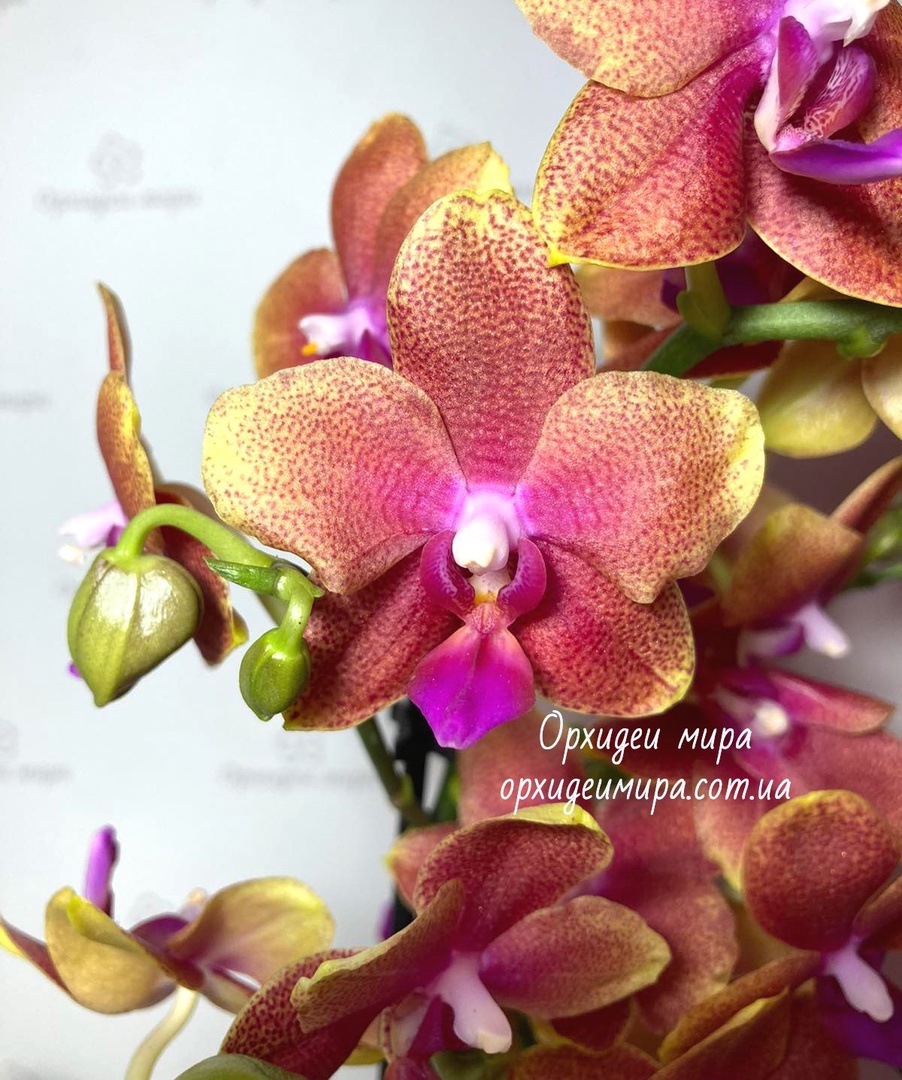 Орхидея Phal. Bronze Buddha - купить, доставка Украина